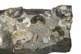 Iridescent Ammonite (Deshayesites & Aconeceras) Cluster #301357-4